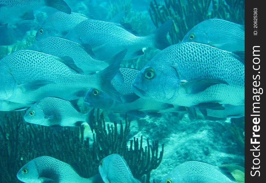 A shoal of fish in tropical waters. A shoal of fish in tropical waters