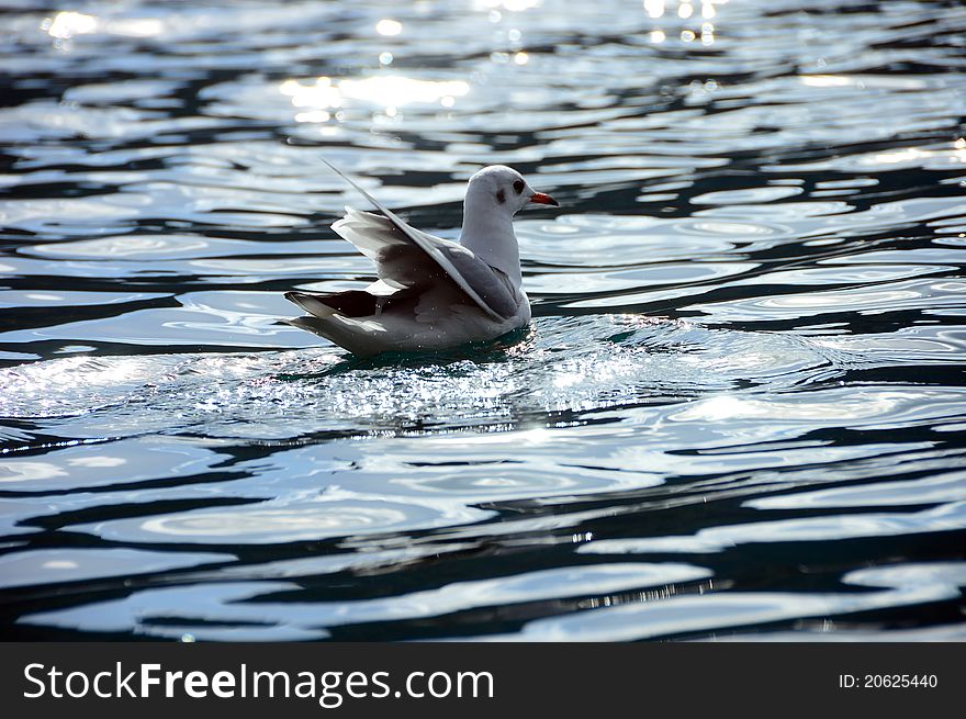 Seagull in the sunshine at Lugu Lake