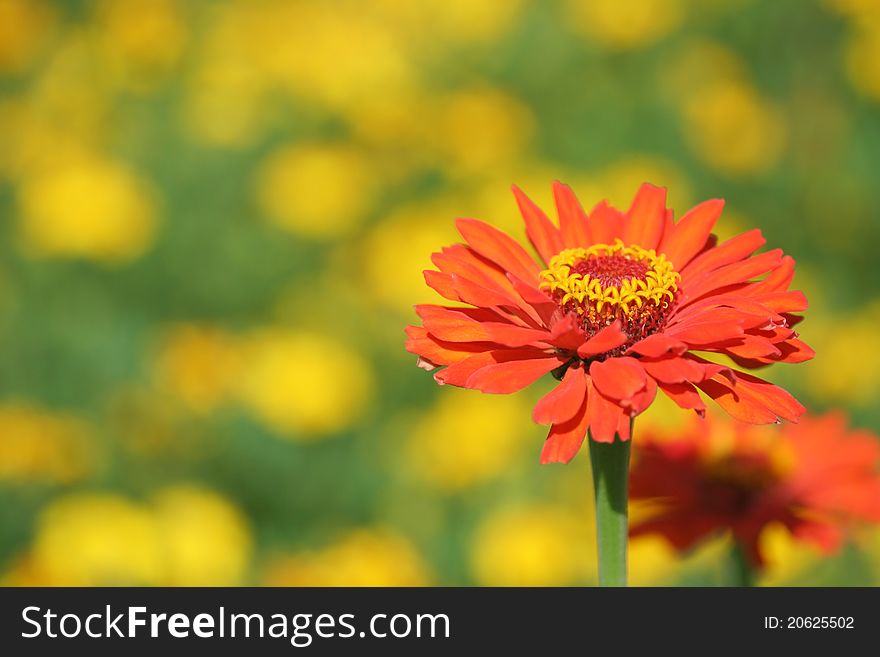 Close up of zinnia flower