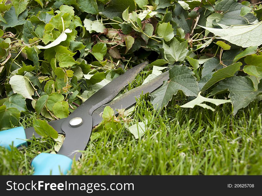 Cutting the ivy in the garden