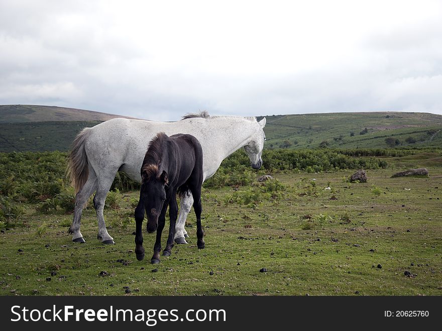 Wild mare with foal in the dartmoor national park