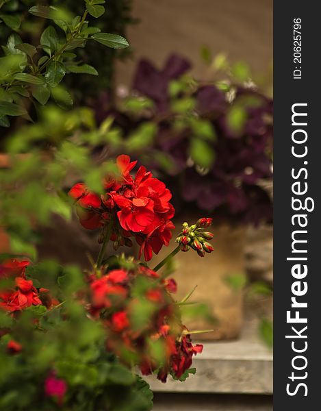 A potted red geranium sits on a stone step in lyon france on a warm sunny morning in the middle of summer. A potted red geranium sits on a stone step in lyon france on a warm sunny morning in the middle of summer