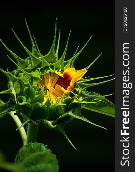 Single budding sunflower against a black background. Single budding sunflower against a black background.