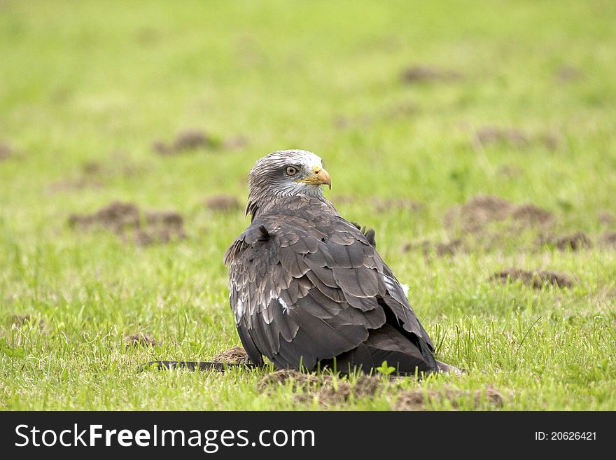 Captive Black Kite looking back over his shoulder. Captive Black Kite looking back over his shoulder.