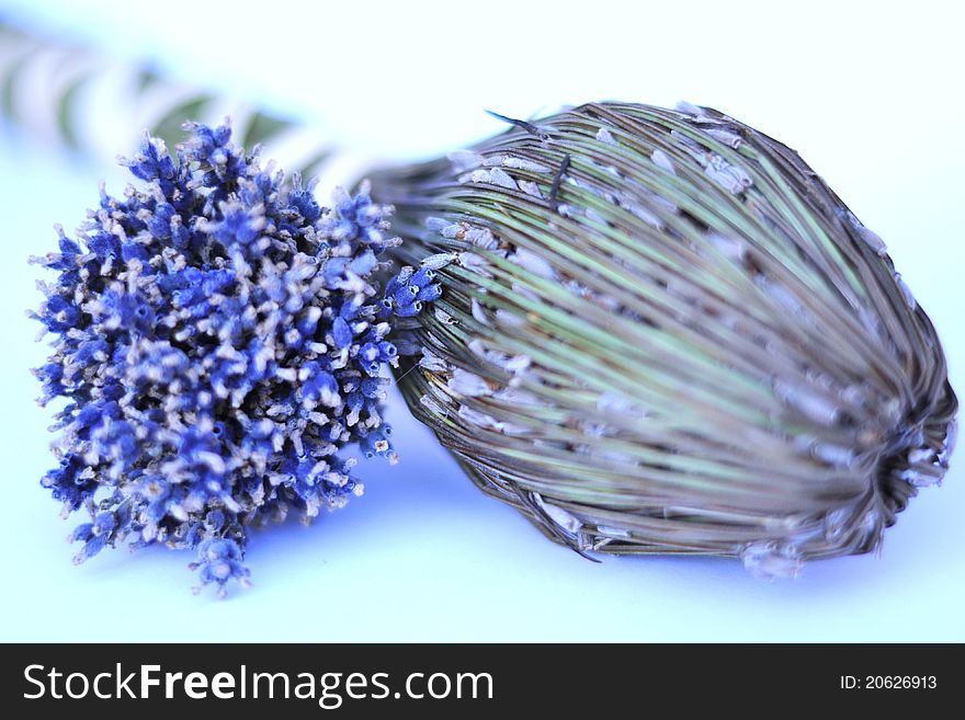 Blue twigs of dry lavender on white background