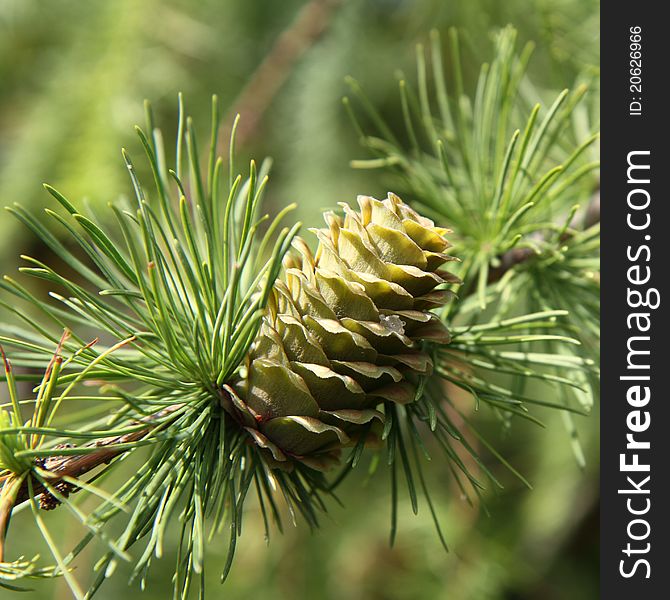 Green larch cone in close up