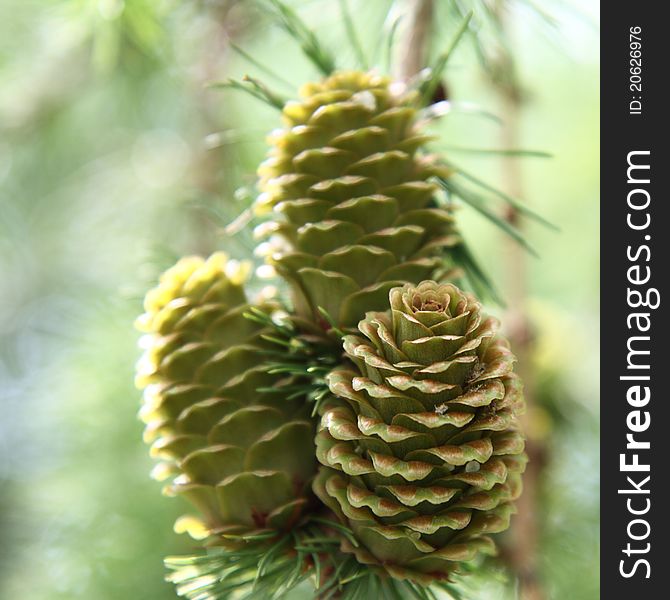 Green larch cones in close up. Green larch cones in close up