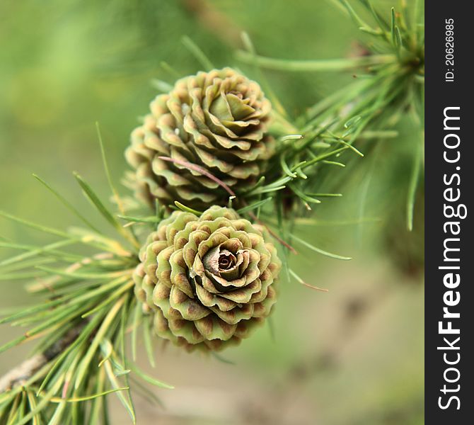 Green larch cones in close up. Green larch cones in close up