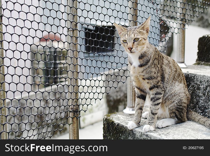 The yellow cat on the ladder