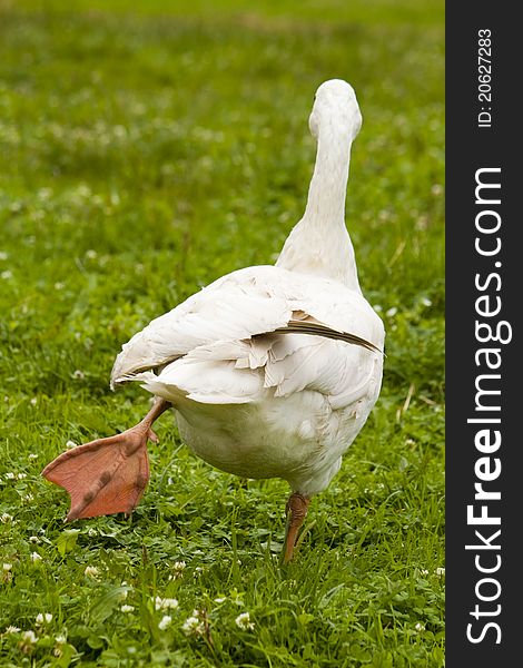 White goose walking on grass. White goose walking on grass