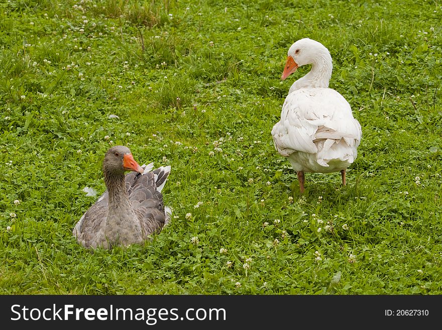 Two geese staring at each other. Two geese staring at each other