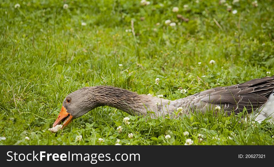 Goose looking for sme food. Goose looking for sme food