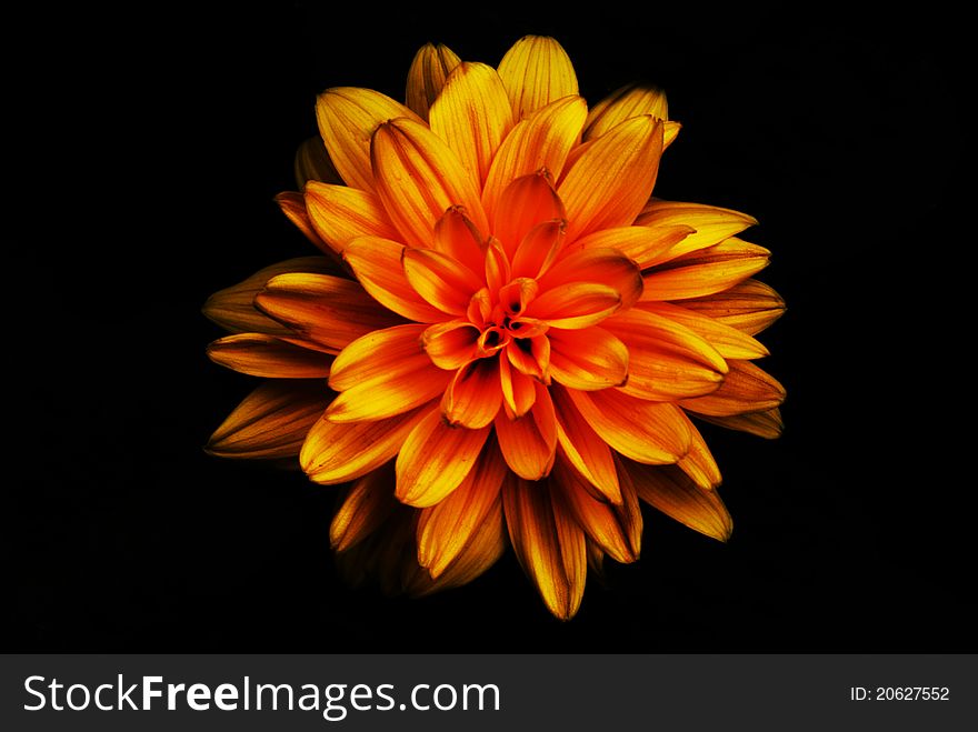 Studio photograph of a decorative sunflower that has no seeds. An ornamental plant. Studio photograph of a decorative sunflower that has no seeds. An ornamental plant.