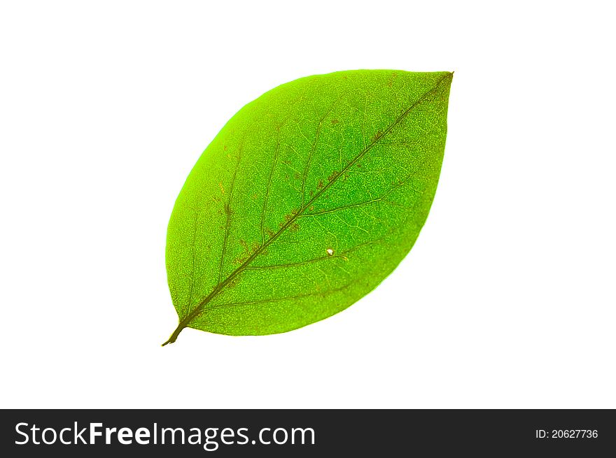 Close-up of green leaf isolated on white. Backlight