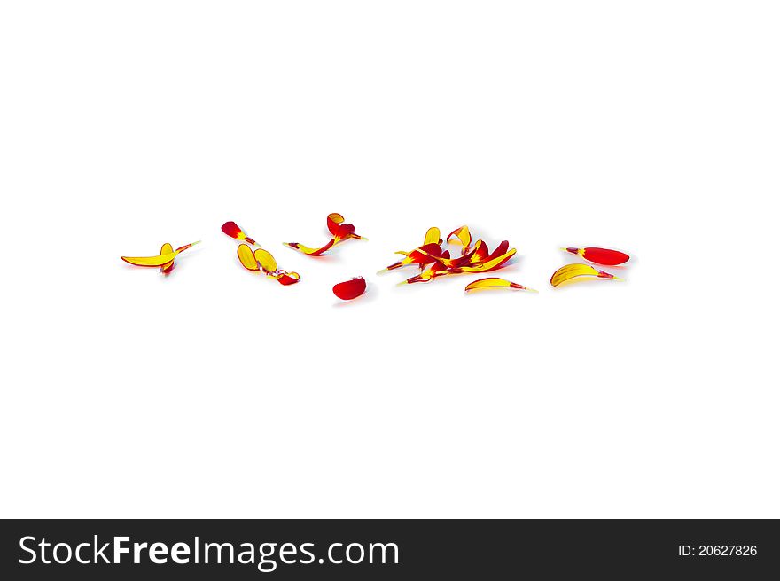 Lying orange gerbera petals isolated on white background
