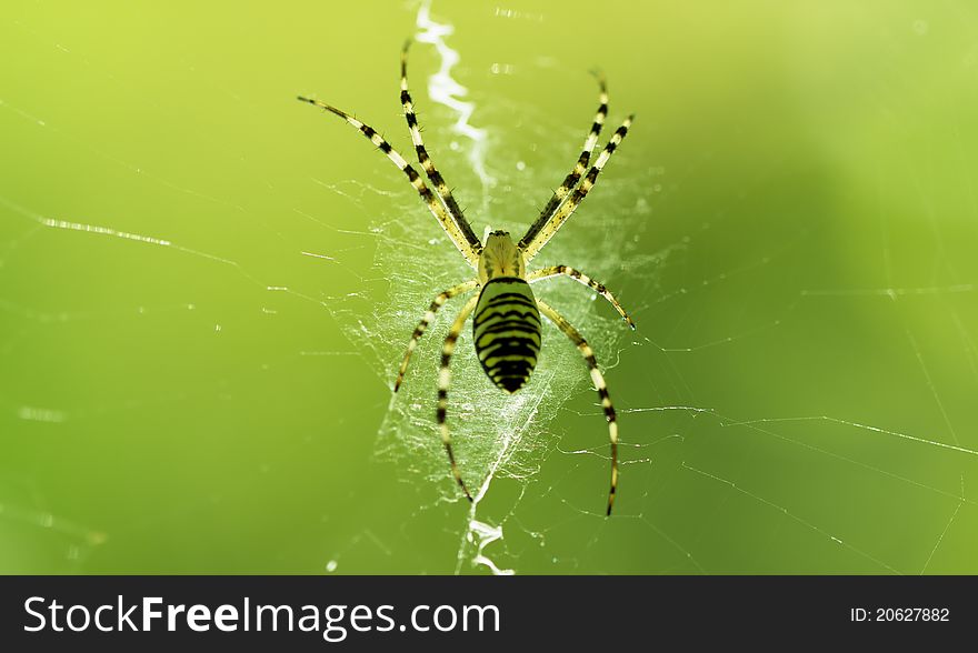 Spider on the Web. macro