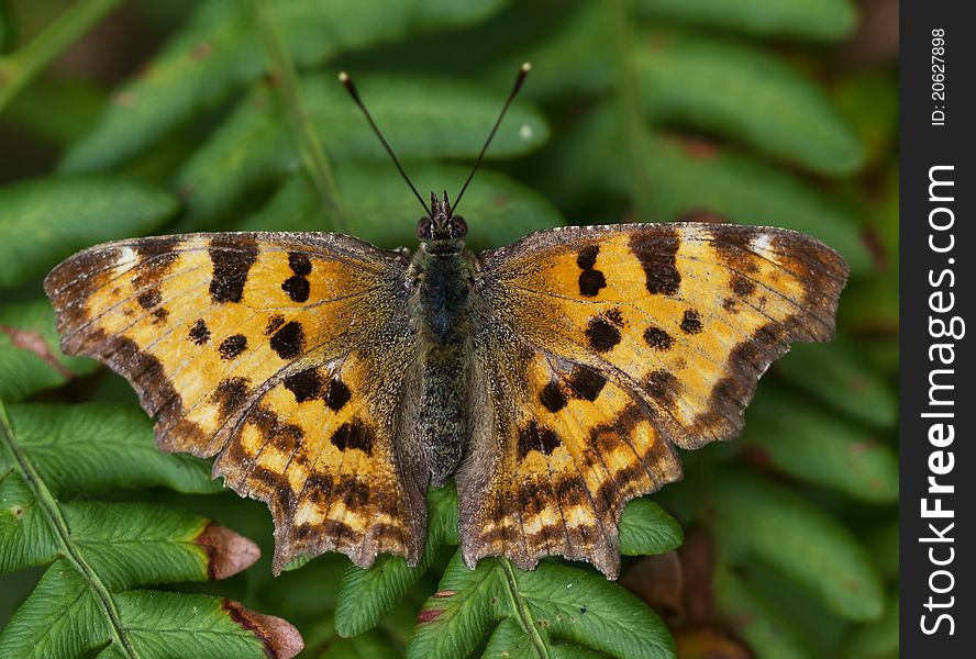 Orange butterfly with black speckles. closeup