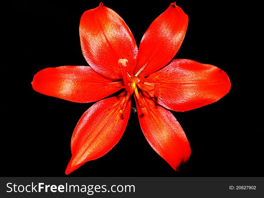 Tiger Lily - Lilium lancifolium
