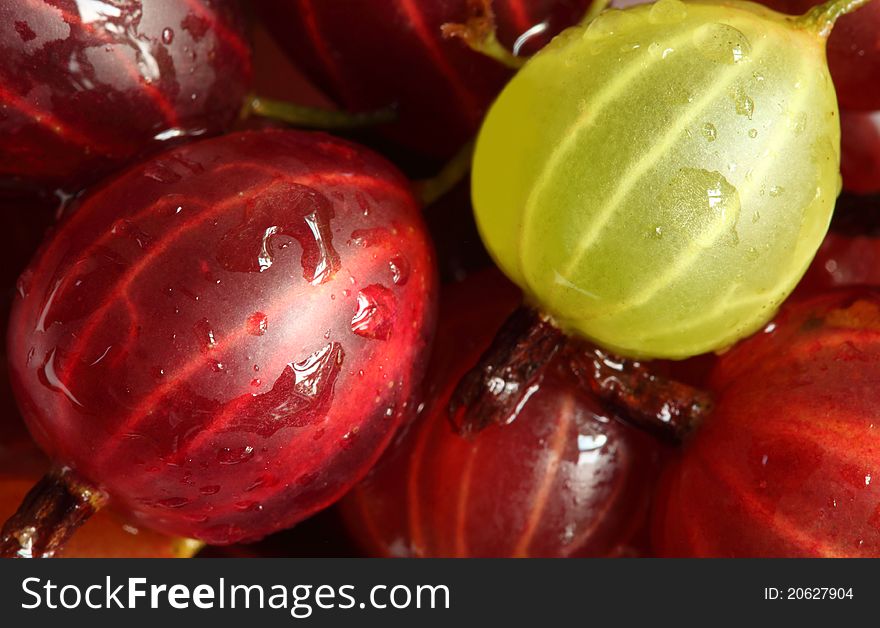 Closeup of gooseberries with drops ow water