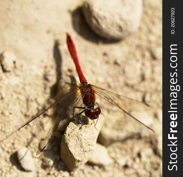 Red dragonfly on the rocks. macro