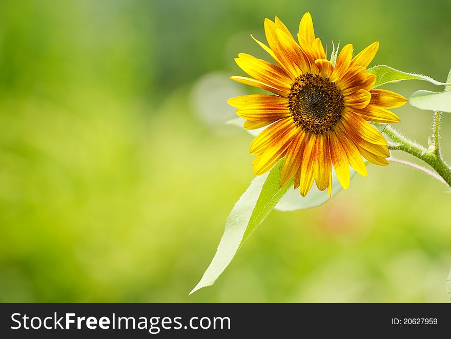 Close up image of a beautiful sunflower in the sunshine with copy space. Close up image of a beautiful sunflower in the sunshine with copy space.