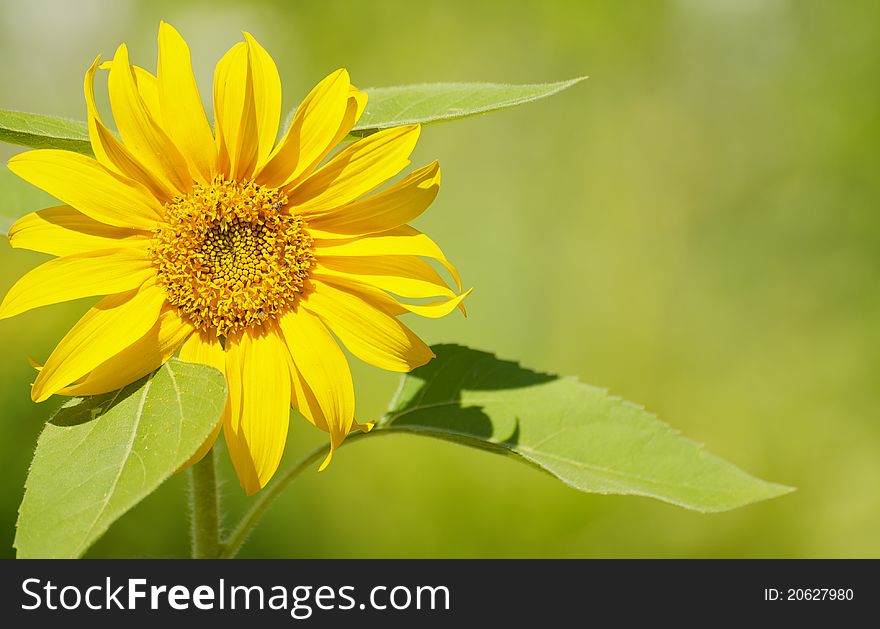 Close up image of a beautiful sunflower in the sunshine with copy space. Close up image of a beautiful sunflower in the sunshine with copy space.