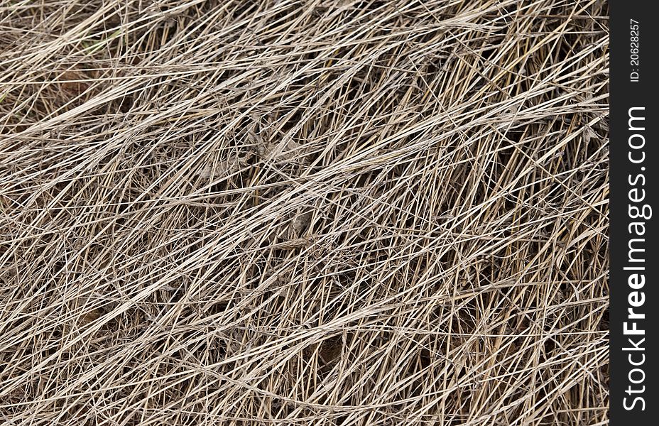 Background with dead grass texture.