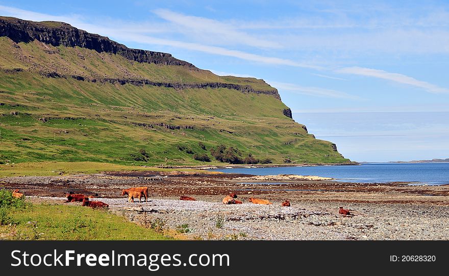 Cows On The Beach At Loch Beg