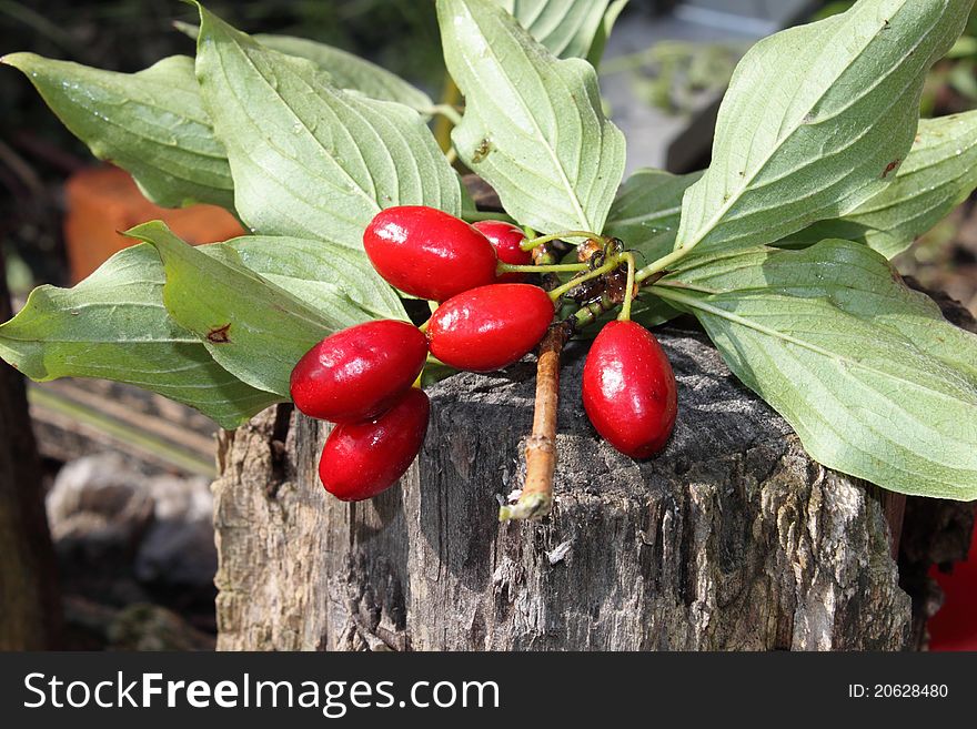 Red and ripen cornelian cherries
