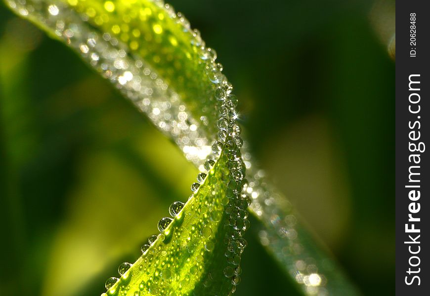 Dew On A Grass