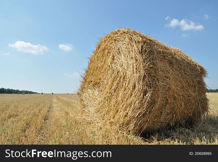 On the sloping field of wheat is a big stack of twisted straw, background sky