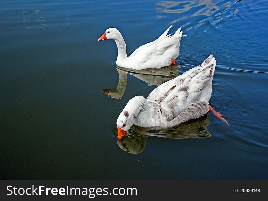 A photo of two nice swimming geese