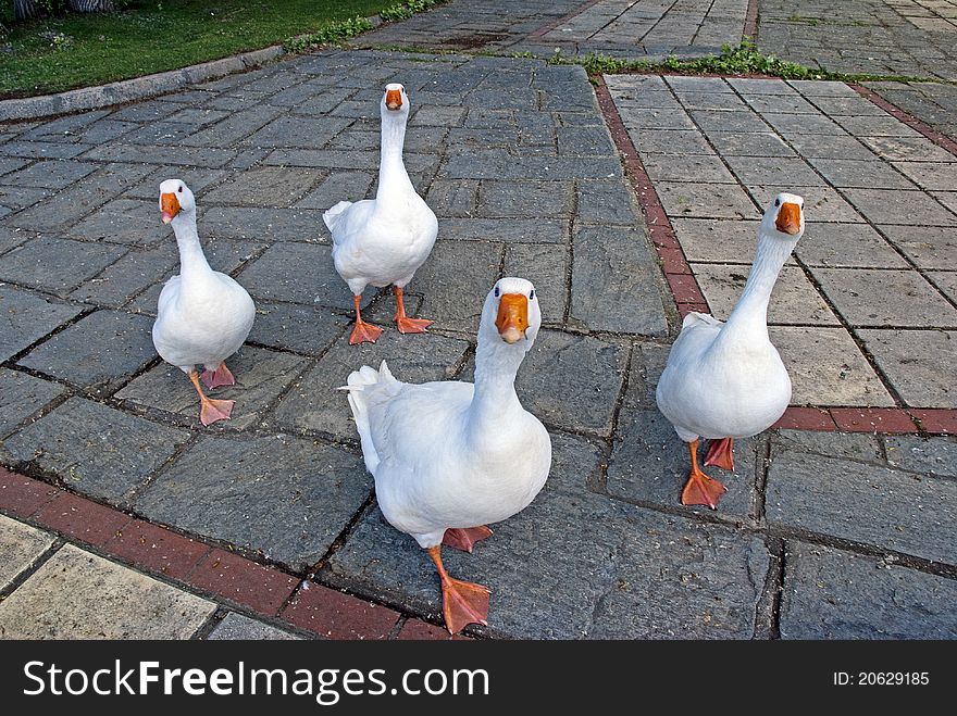 A photo of two nice funny geese