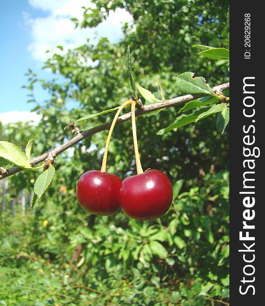 Ripe cherries on a branch on a background of green foliage