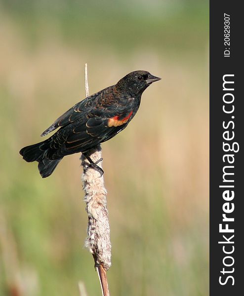 Red Winged Blackbird (Agelaius phoeniceus)