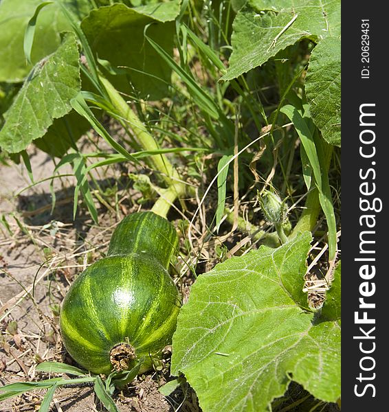 Vegetable marrow of ripens on a bed