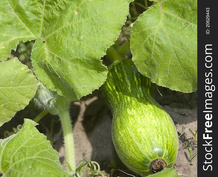 Vegetable marrow with the leaves of ripenson a bed in summer. Vegetable marrow with the leaves of ripenson a bed in summer