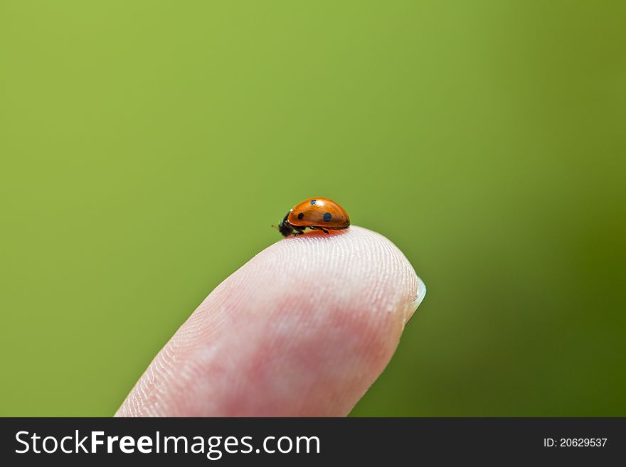 Lady Beetle sitting on a finger