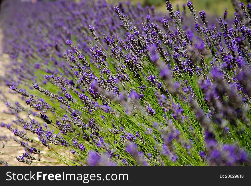 Close view of lavender field