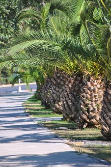 Palm Tree Stock Photography Palm Tree Stock Photography