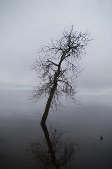 Tree In The Flood Stock Photo Tree In The Flood Stock Photo