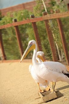 Rosy Pelican Stock Photography