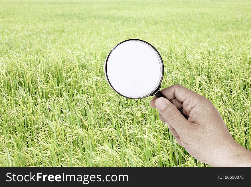 Hand finding green filed rice. Hand finding green filed rice