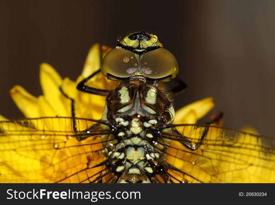 Dragonfly resting on the stem