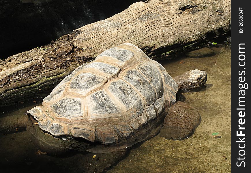 Turtle in the water next to a log