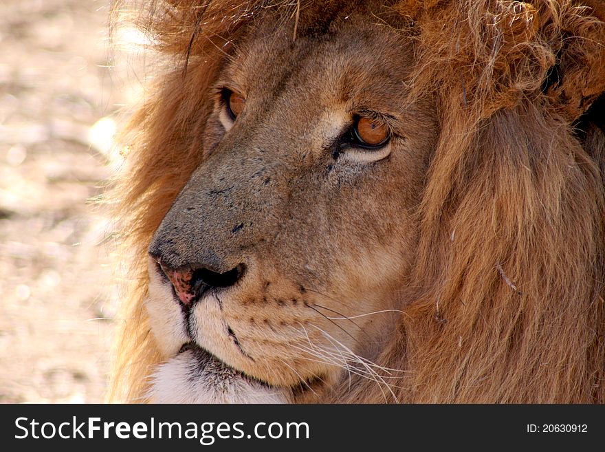 Old male lion portrait Africa. Old male lion portrait Africa