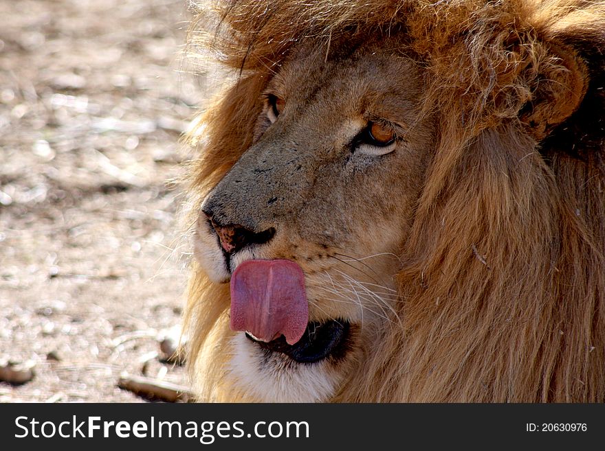 Old male lion licking its lips