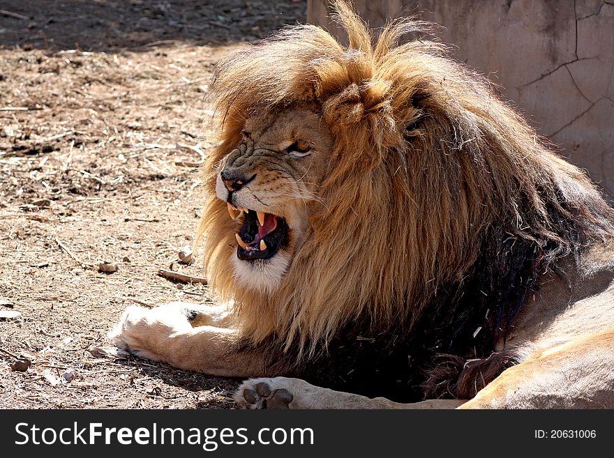 Male lion lying in the sun snarling