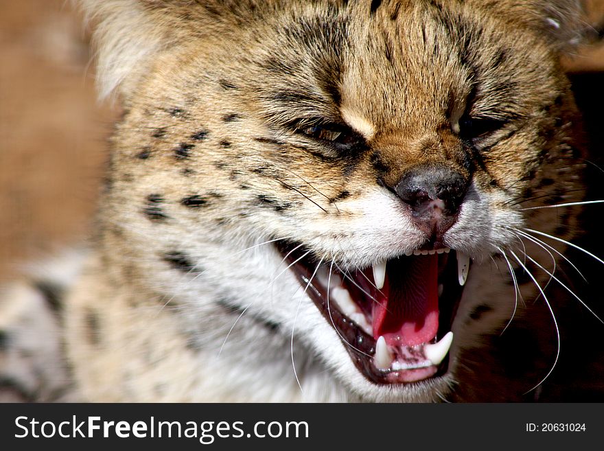 Young spotted wild cat snarling. Young spotted wild cat snarling