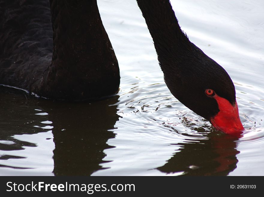A black swan feeding in water